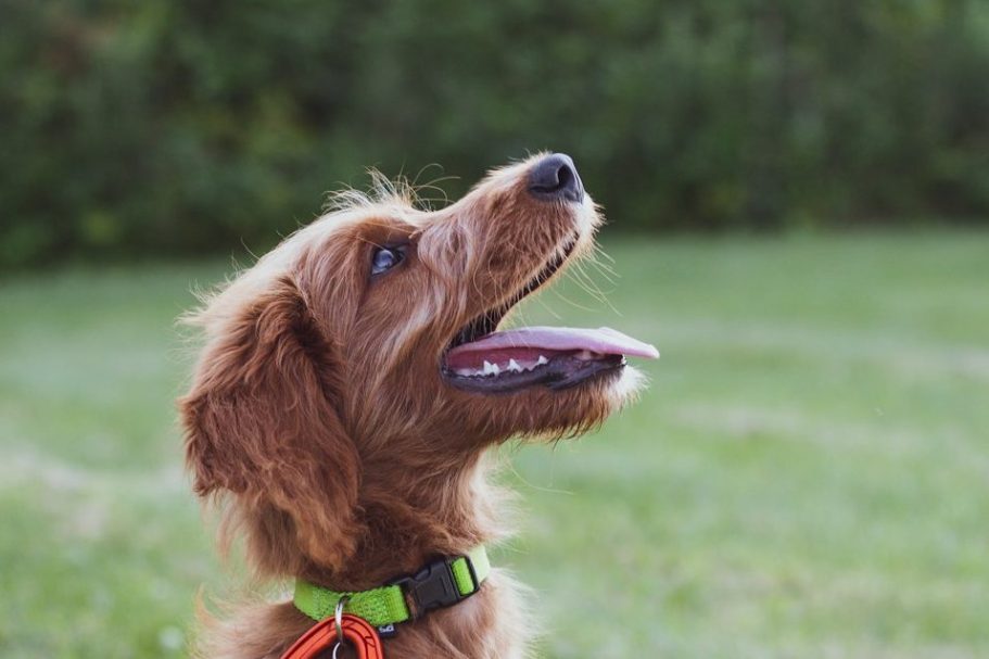 Hundeschule:Hundetrainerin Ursula Paus gibt Unterstützung und persönliches, belohnungsbasiertes Einzeltraining in Bonn für Hunde 