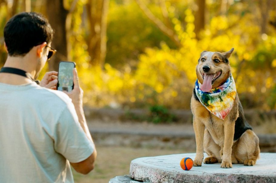 Hundesschule:Trainerin Ursula Paus coacht und gibt Trainingsstunden online via Zoom oder Whats App, in Bonn und überall. 