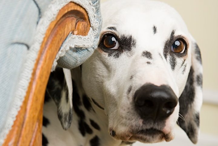 Verhaltensberatung,Hundetraining bei Trainerin Ursula Paus für  ängstliche Hunde, Problemhunde und Hunde, die nicht alleine bleiben können.