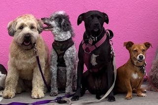 Hundeschule Bonn und Hundetraining bei Ursula Paus, Welpenkurse, kleine Gruppenkurse, Sozialisation,Grundgehorsam,Spiel,positive Verstärkung