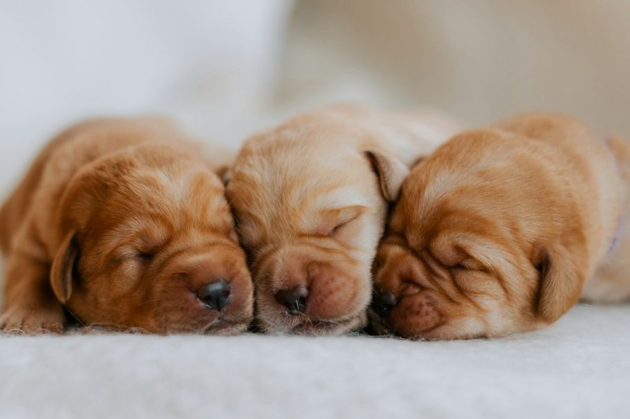 Hundeschule in Bonn, Trainerin Ursula Paus berät vor der Hundeanschaffung bzgl. Rassen und deren Veranlagung sowie Eignung für Familien